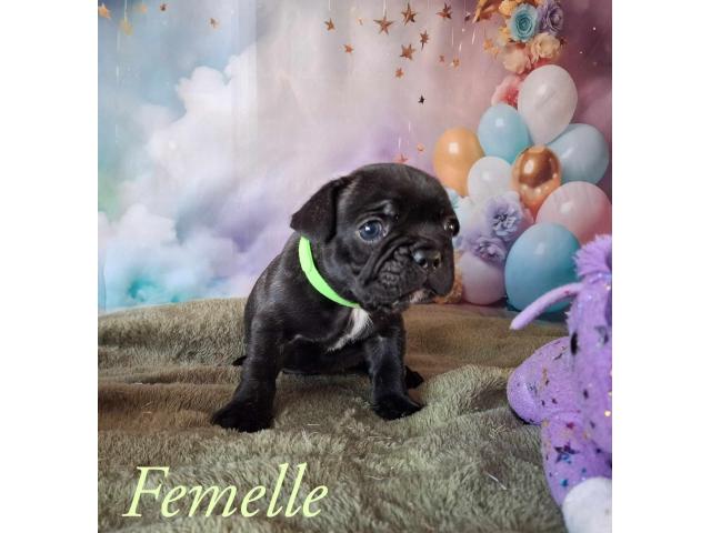 Photo Adorables Chiots Bouledogue français image 3/5
