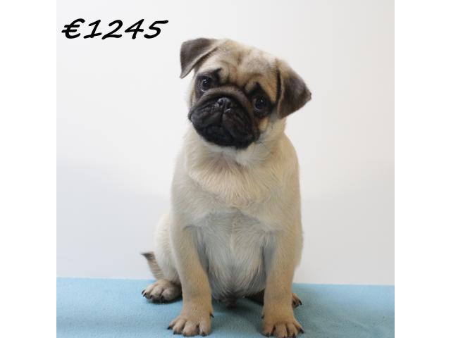 Photo Adorables chiots Carlin image 3/6