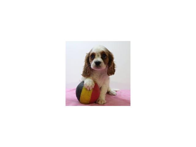 Photo Adorables chiots Cavalier King Charles image 3/6