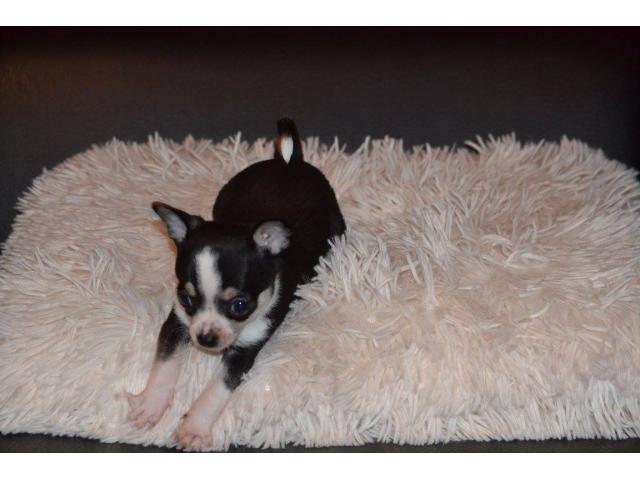Photo Adorables chiots Chihuahua de petits gabarits à poils courts nés le 27/10/2015 image 3/6