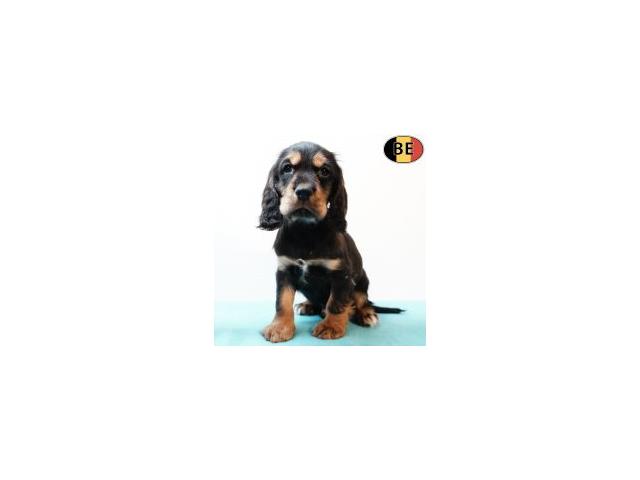 Photo Adorables chiots Cocker Anglais noir&feu, noir image 3/6