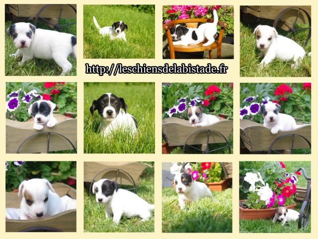 Photo adorables chiots jack russel image 3/4