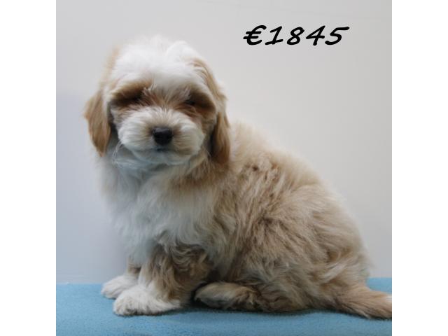 Photo Adorables chiots Maltipoo à vendre image 3/6