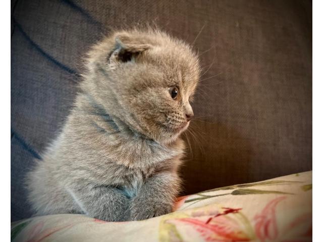 Photo Adorables Scottish Bleus – Oreilles Pliées ou Droites, Un Amour de Chatons ! image 3/5