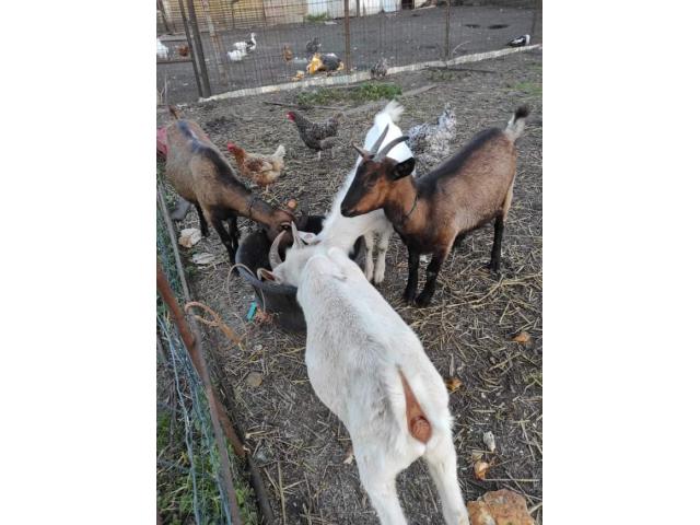 Photo Agneaux, moutons, chèvres, chevreaux et bélier à vendre image 3/5