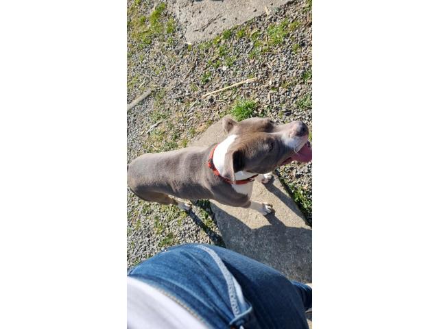 Photo Américain staff image 3/3