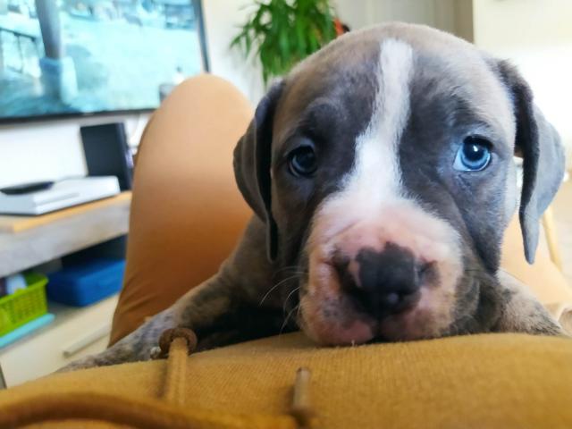 Photo American bully image 3/4