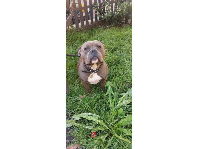 Photo American bully image 3/3