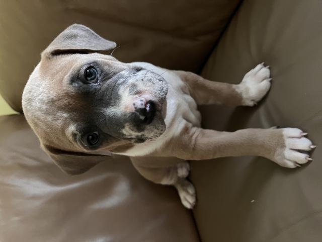 Photo American bully image 3/6