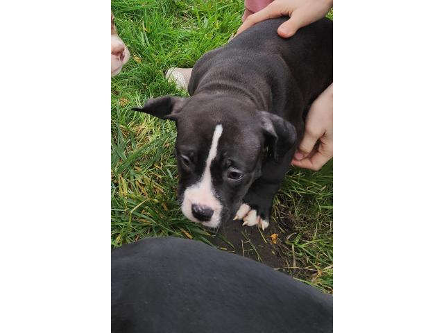 Photo American Bully ABKC Pocket/Petit Standard image 3/6