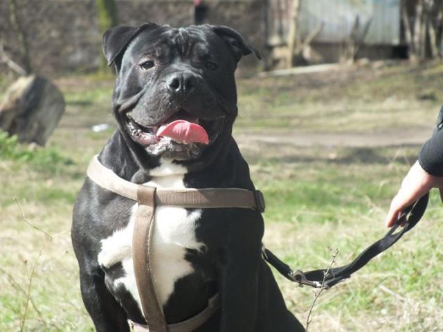Photo american bully pour saillie image 3/3
