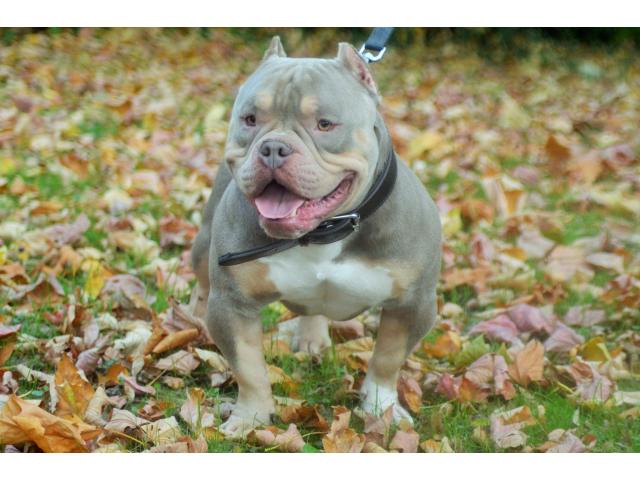 Photo american bully pour saillie image 3/4