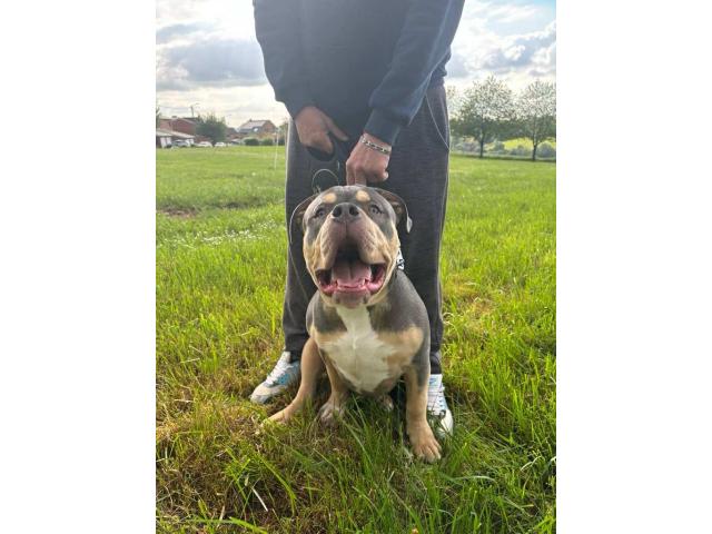 Photo American bully XL image 3/3