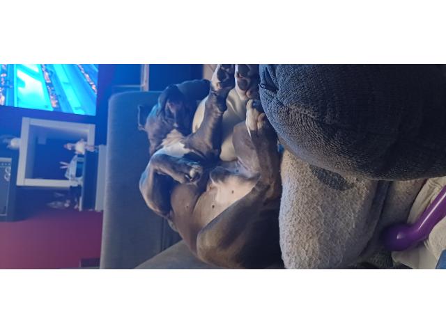 Photo Amstaff mâle image 3/5