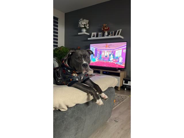 Photo Amstaff mâle disponible pour saillie image 3/6