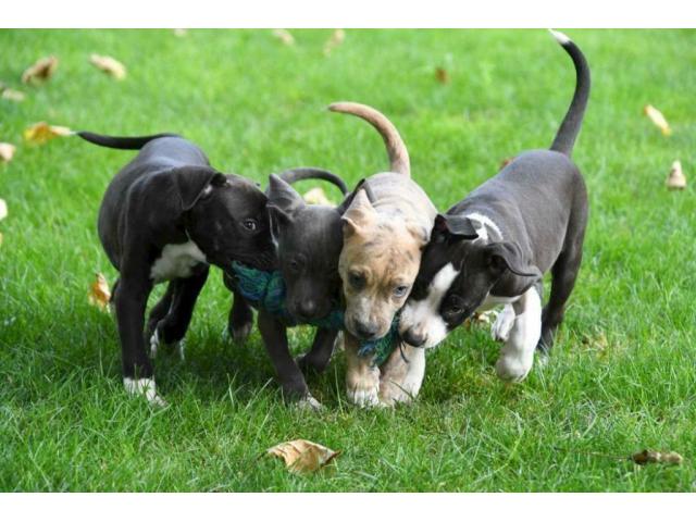 Photo Amstaff terrier chiots d'excellentes origines. image 3/5