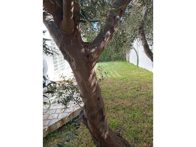 Photo Appartement Badira AL1258 Hammamet Nord image 3/6