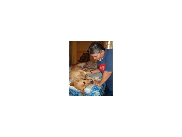 Photo Apprenez le massage canin image 3/3