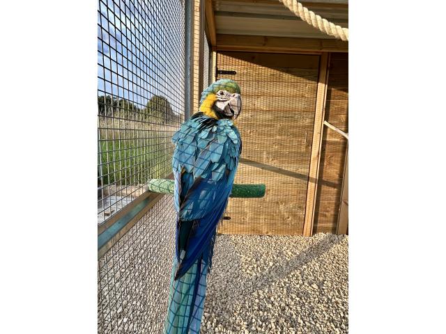Photo Ara Ararauna (2,5 ans) image 3/4
