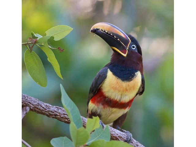 Photo Araçari (Toucan) EAM image 3/3