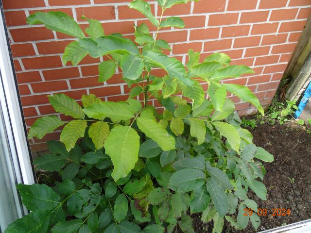 Photo Arbre noyer 1,20 m de hauteur image 3/4