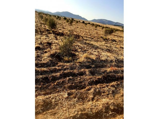 Photo av terrain 1000m a hammamet sud image 3/3