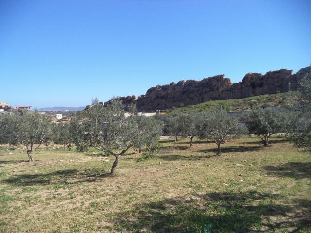 Photo av terrain 1030m² a hammamet monchar image 3/3