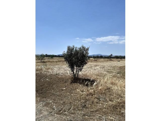 Photo av terrain 8500m² a hammamet sud image 3/3