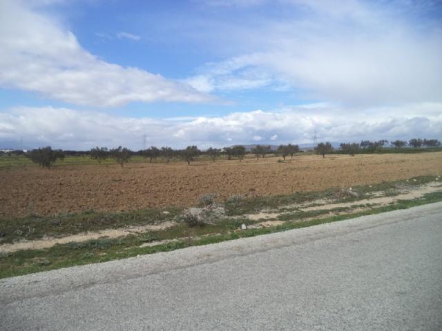 Photo av terrain agricole de 9000m² a landaria bouficha image 3/3