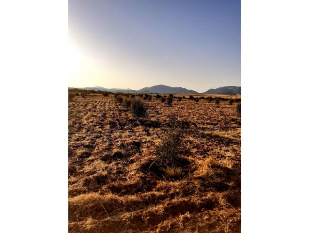 Photo av terrain de 1000m  a hammamet sud image 3/3