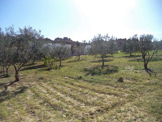 Photo av terrain de 1030m a hammamet sud image 3/3