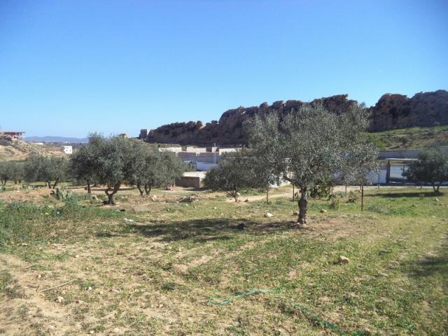 Photo av terrain de 1030m a monchar hammamet image 3/3