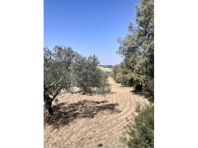 Photo av terrain de 1456m² a hammamet image 3/3