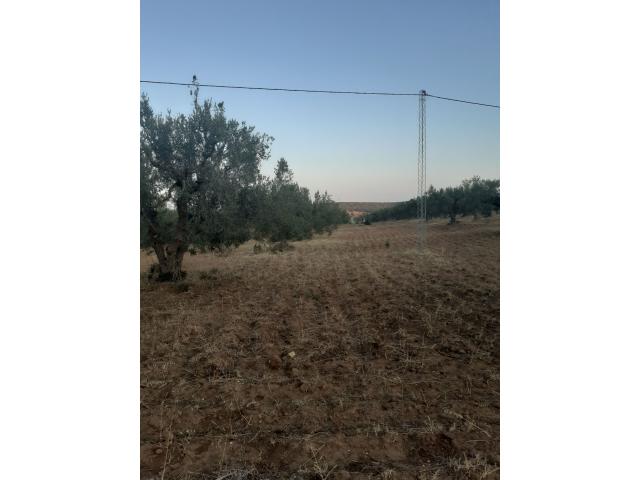 Photo av terrain de 15000m a hammamet sud image 3/3
