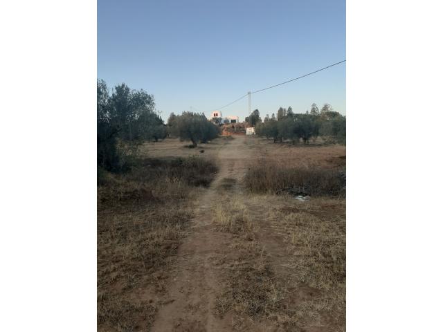 Photo av terrain de 15000m a hammamet sud image 3/4