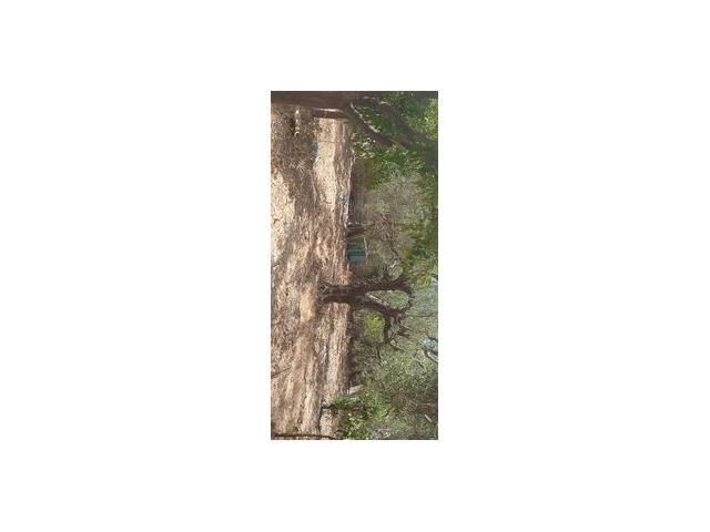 Photo av terrain de 215md a hammamet image 3/3