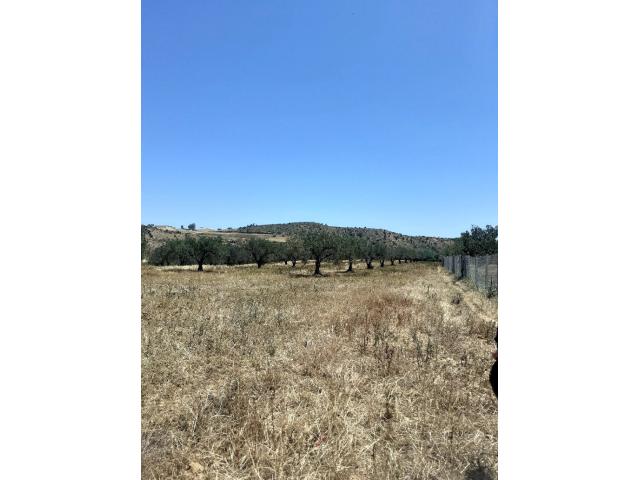 Photo av terrain de 3 hectares a hammamet image 3/3