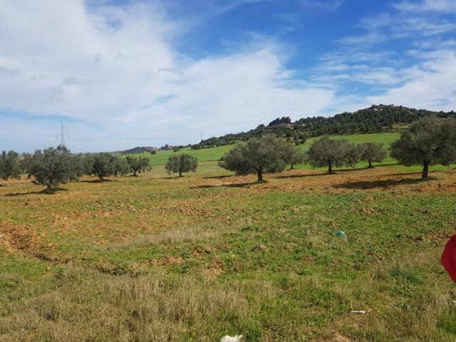 Photo av terrain de 3000m a hammamet sud image 3/3