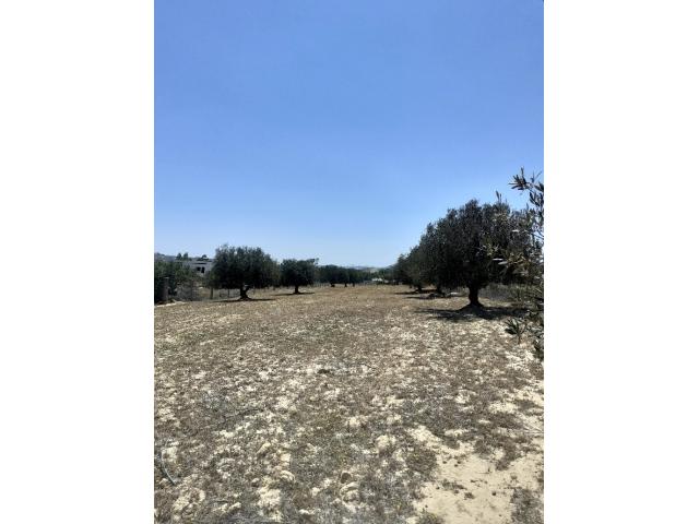 Photo av terrain de 5350m a hammamet sud image 3/4