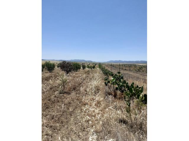 Photo av terrain de 6500m a hammamet image 3/3