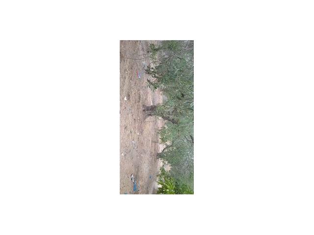 Photo av terrain de 670m a hammamet image 3/3