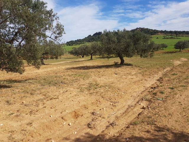 Photo av terrain de 80md a hammamet sud image 3/3