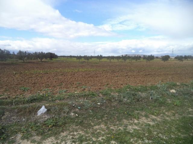 Photo av terrain de 9000m² a hammamet sud image 3/3