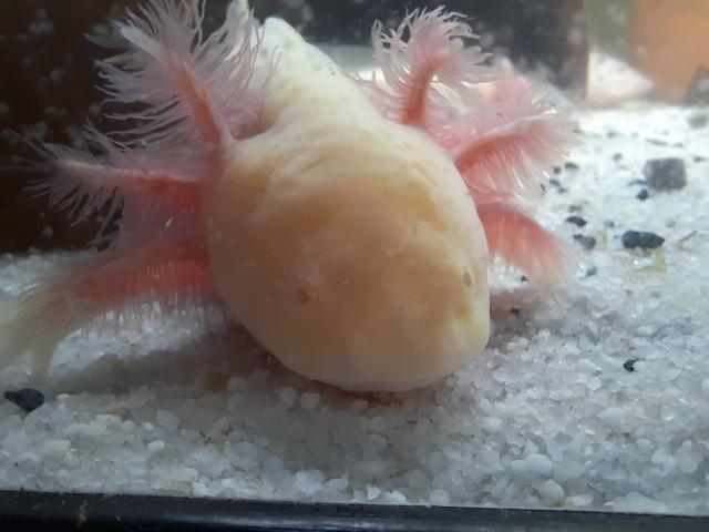 Photo Axolotl 17/20 cm à vendre image 3/5