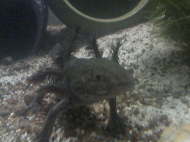 Photo axolotl image 3/4