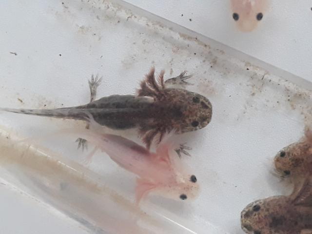 Photo Axolotl bébé image 3/3