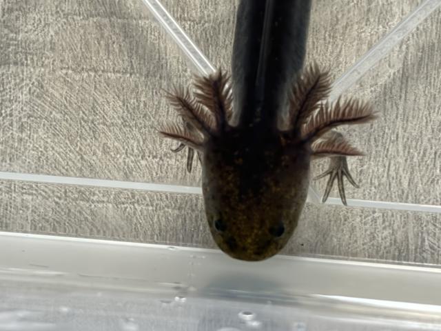 Photo Axolotls mélanique noir/sauvage image 3/3
