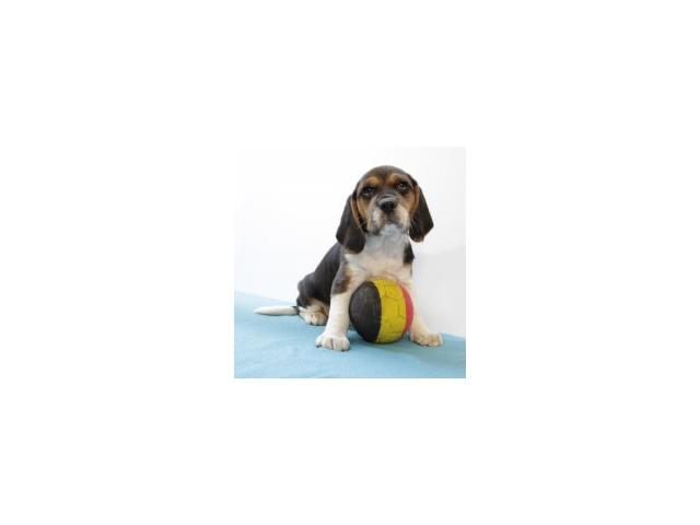 Photo Beagle - chiot tricolor noir & tricolor bleu image 3/6