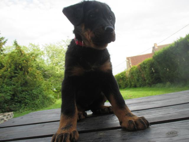 Photo BEAUCERONS GROS GABARITS image 3/6