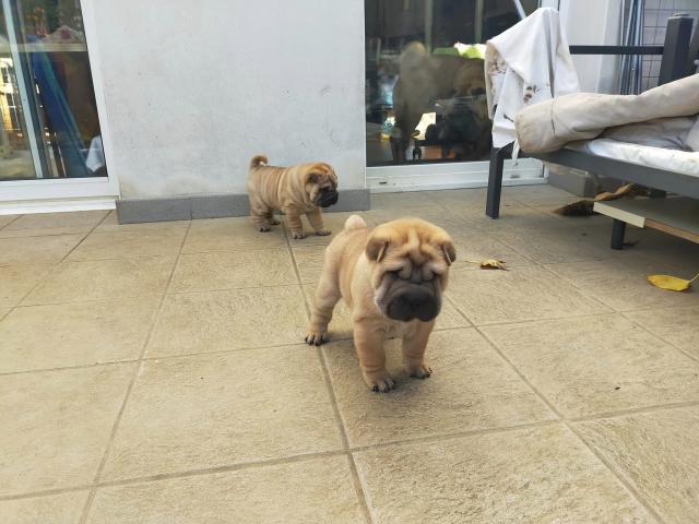 Photo Beaux bébés shar-pei , deux chiots très éveillés - hk01901204 image 3/6